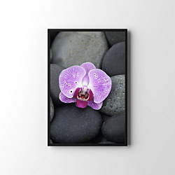 Plagát Spa orchid with zen stones zv6856